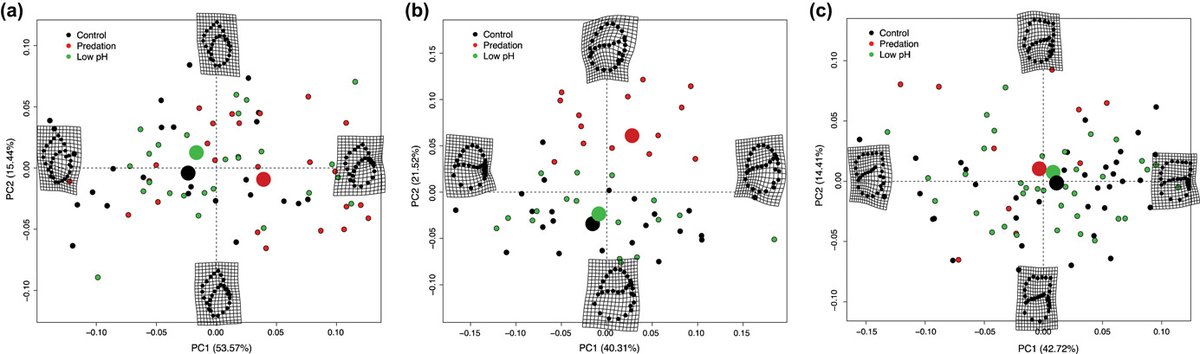 Oikos_Journal's tweet photo. Marine gastropods at higher trophic level show stronger tolerance to ocean acidification

https://t.co/s2fTRTGX6O
@wileyecolevol @nordicoikos #ecology #OpenAccess #foodweb #predation #climatechange #shell #Littorina #morphology #phenotype #aquatic #mesocosm #grazers https://t.co/mCBuNsJONz