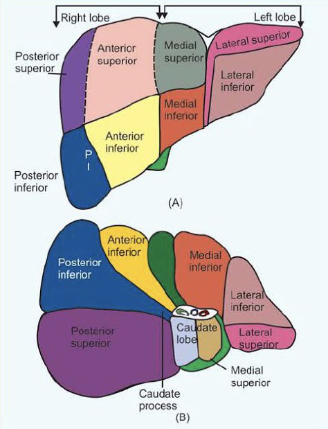 npdmd2022's tweet photo. #anatomy of the liver is really complex. Has anatomical and functional lobes and segments.

Here’s some of compiled simpler diagrams that hopefully would help. 😁

#PLE2022 https://t.co/v5ptZq84Rc