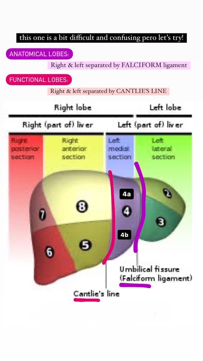 npdmd2022's tweet photo. #anatomy of the liver is really complex. Has anatomical and functional lobes and segments.

Here’s some of compiled simpler diagrams that hopefully would help. 😁

#PLE2022 https://t.co/v5ptZq84Rc