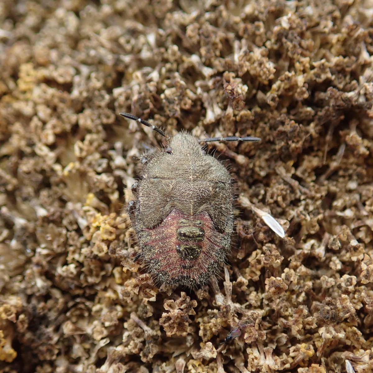 Each one of the gone over Yarrow seed head seemed to have one of these hairy little Sheildbug nymphs on. #ThamesBarrierPark