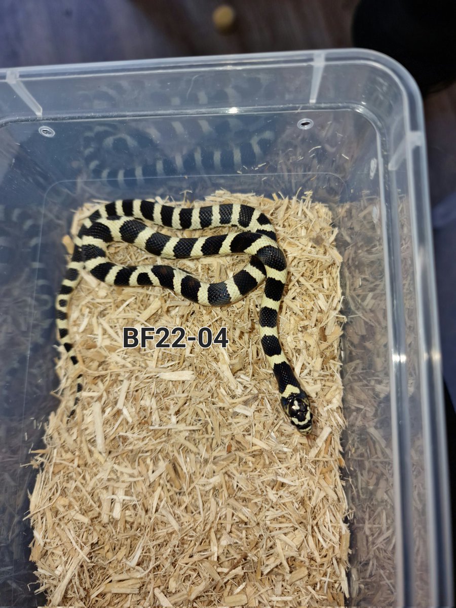 PixieDeeBerrie's tweet photo. Got some lovely F1 Junglecorns looking for new homes soon. https://t.co/u8HuVz6XEQ
#pixieberriepets #pixiedee #pixieberrie #junglecorn #snakes #scottishreptilekeepers https://t.co/rgbjNUeU2r