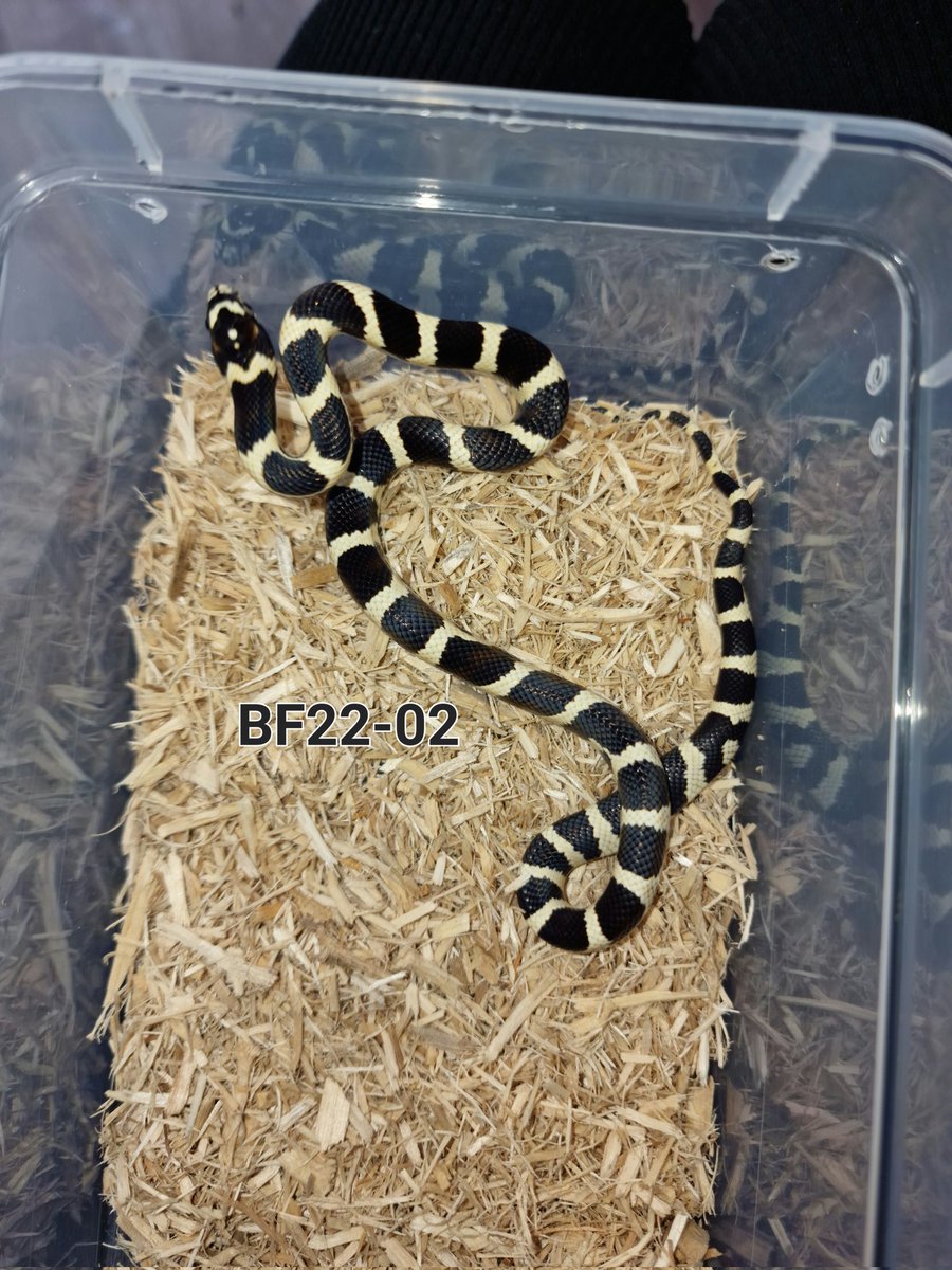PixieDeeBerrie's tweet photo. Got some lovely F1 Junglecorns looking for new homes soon. https://t.co/u8HuVz6XEQ
#pixieberriepets #pixiedee #pixieberrie #junglecorn #snakes #scottishreptilekeepers https://t.co/rgbjNUeU2r