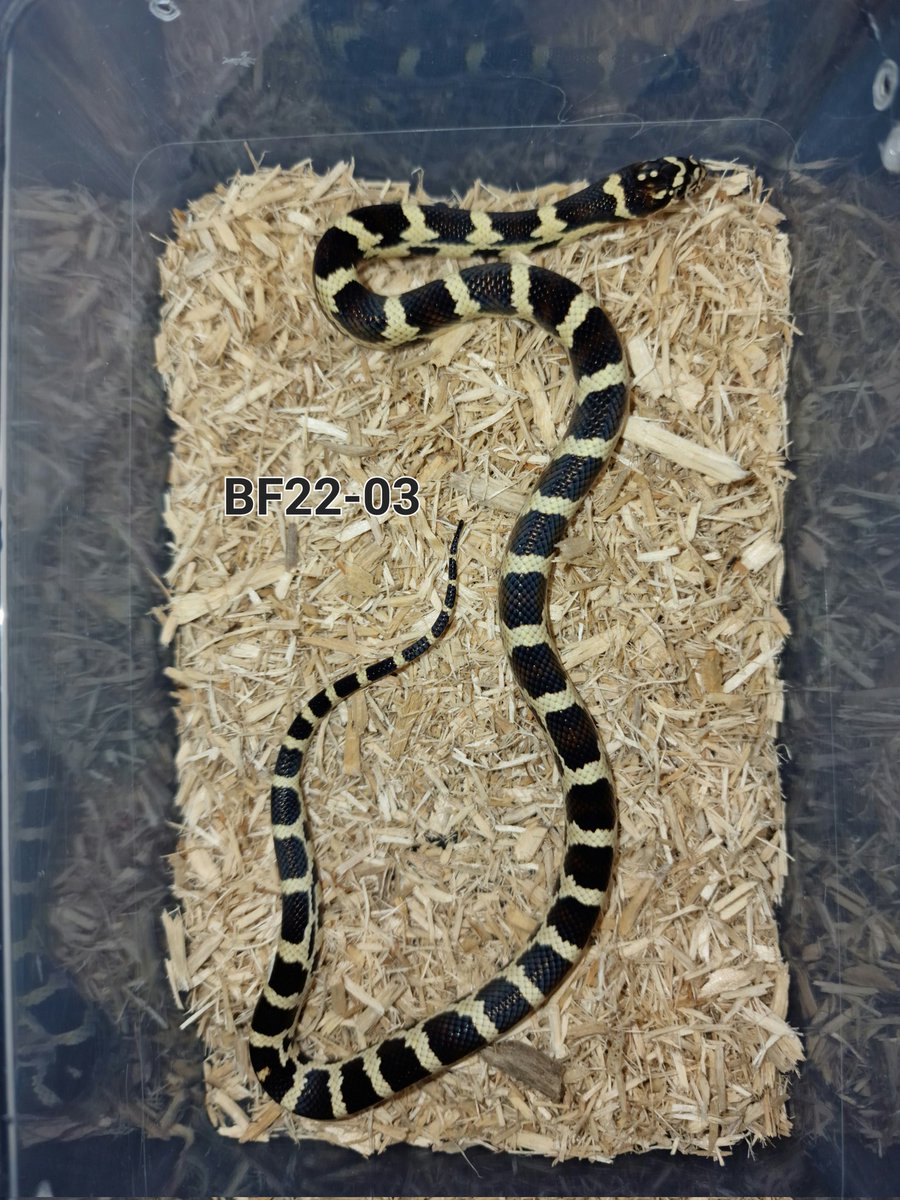 PixieDeeBerrie's tweet photo. Got some lovely F1 Junglecorns looking for new homes soon. https://t.co/u8HuVz6XEQ
#pixieberriepets #pixiedee #pixieberrie #junglecorn #snakes #scottishreptilekeepers https://t.co/rgbjNUeU2r