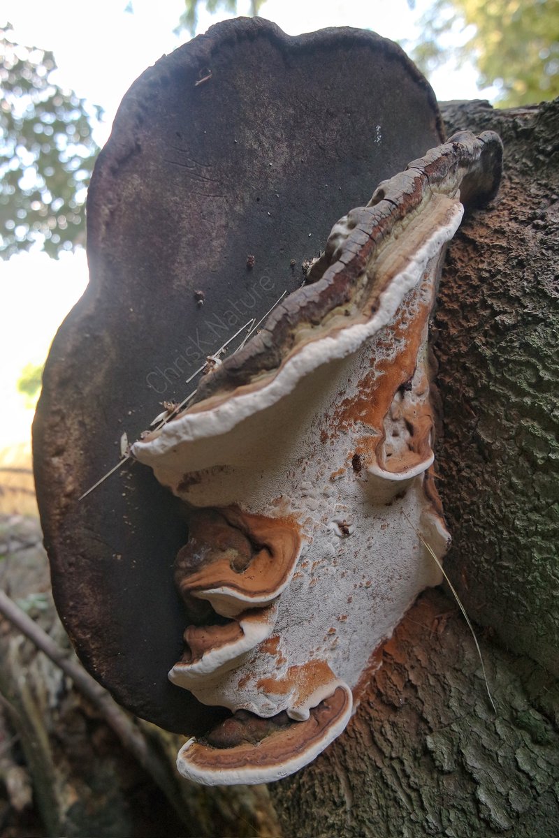 chrisk_nature's tweet photo. 'Fallen Bracket Lives On'
The tree with a big #bracketfungus fell over a year ago but now lives on growing out of its underside, now vertically oriented
#fungus #Mushroom #mycology #nature #woodland #NaturePhotography @woodlandtrust #fungi https://t.co/FF4cm2gn5f