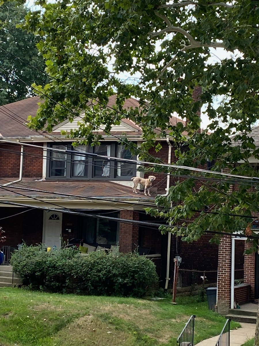 at_elan's tweet image. apparently our dog has slowly cut a hole in our bedroom window shawshank style while we are out and has been letting herself out on the roof and just makes sure she’s back downstairs in her bed by the time we get home. only found out because our neighbor snapped this picture.