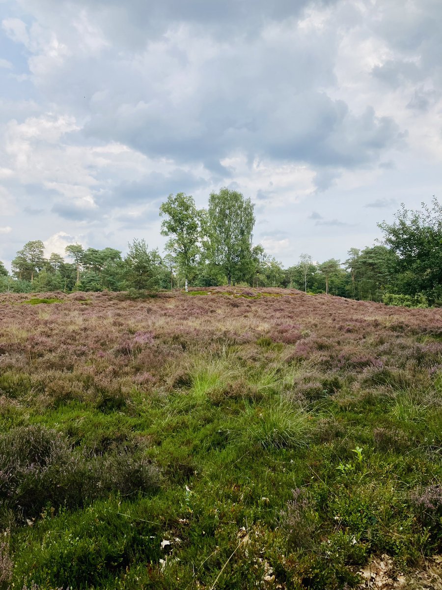 CEOMarije_M1's tweet photo. #JustAnotherDayAtWork #HeideInBloei #Wandelen #Veluwe https://t.co/BnbZ7pNv3e