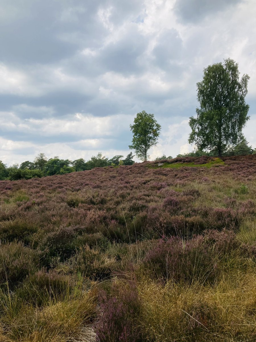 CEOMarije_M1's tweet photo. #JustAnotherDayAtWork #HeideInBloei #Wandelen #Veluwe https://t.co/BnbZ7pNv3e