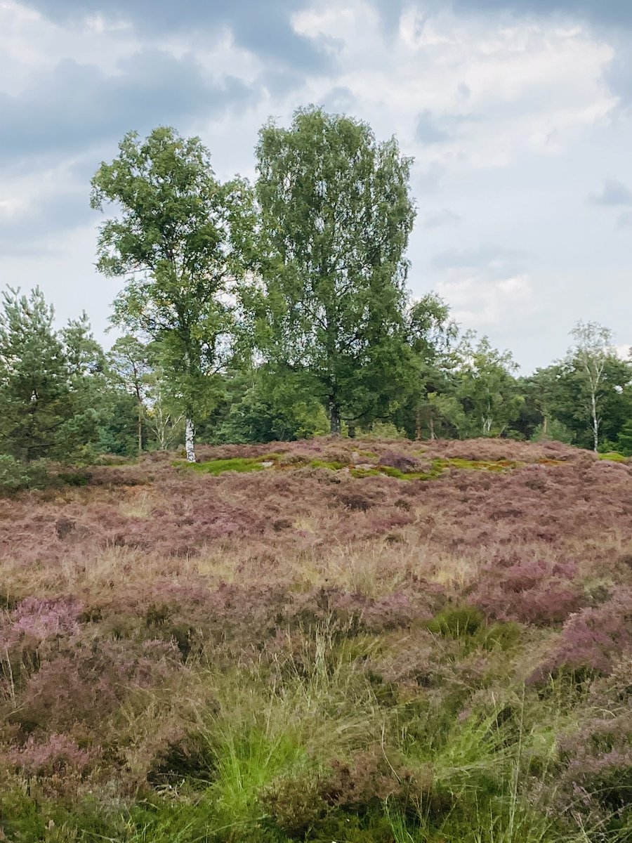 CEOMarije_M1's tweet photo. #JustAnotherDayAtWork #HeideInBloei #Wandelen #Veluwe https://t.co/BnbZ7pNv3e