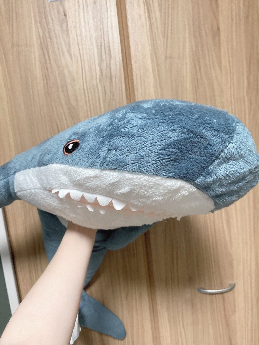 「こちらが私が仮眠枕にし続けたせいでジンベエザメと化したIKEAのサメです 」|レニィレアンのイラスト