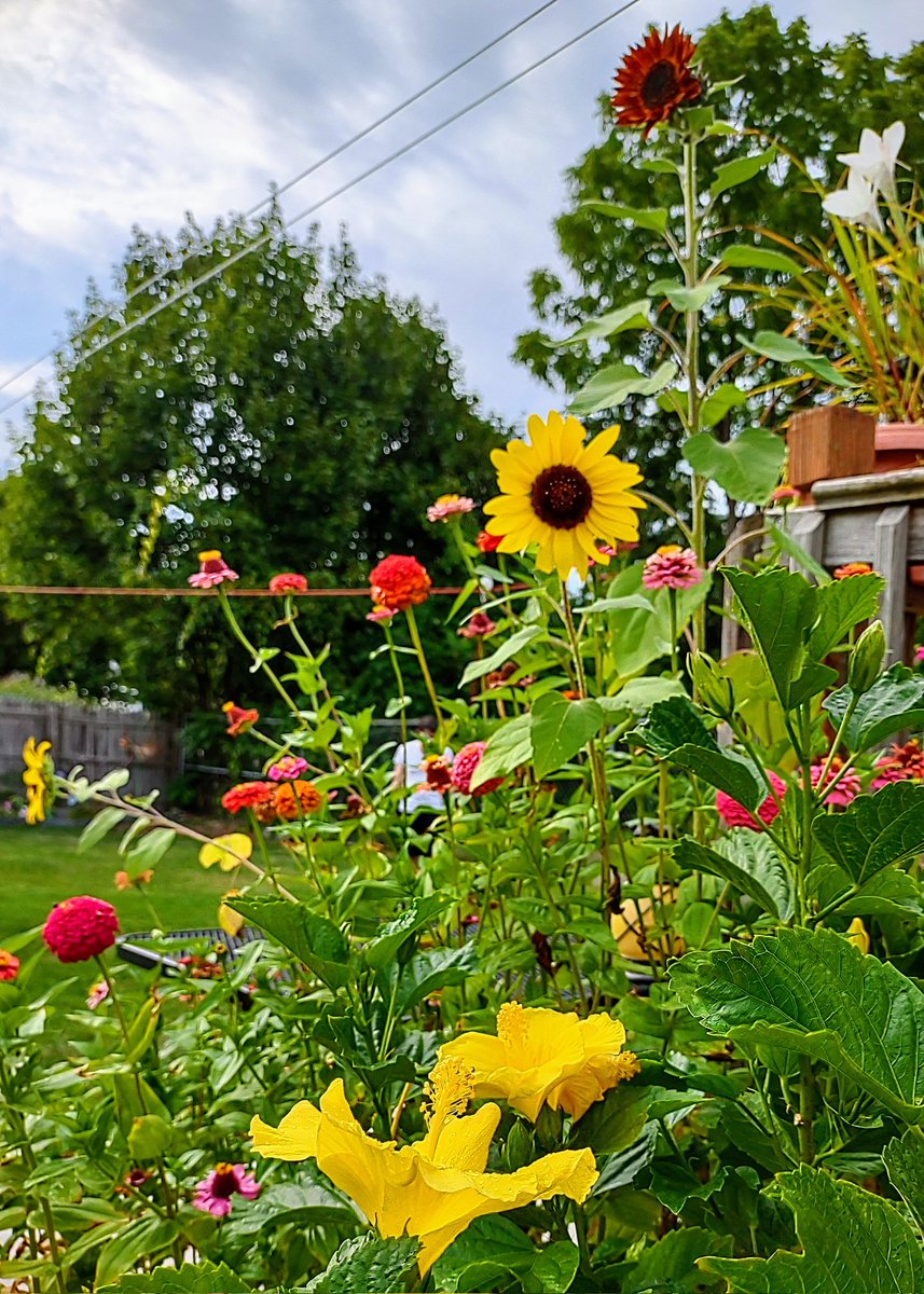 QueenZher0's tweet photo. Some surprise sunflowers 🌻
#garden #flower #flowers #Sunflowers #Sunflower #summer #TheQueenZGarden #happy https://t.co/vC7Z6d1Nsn