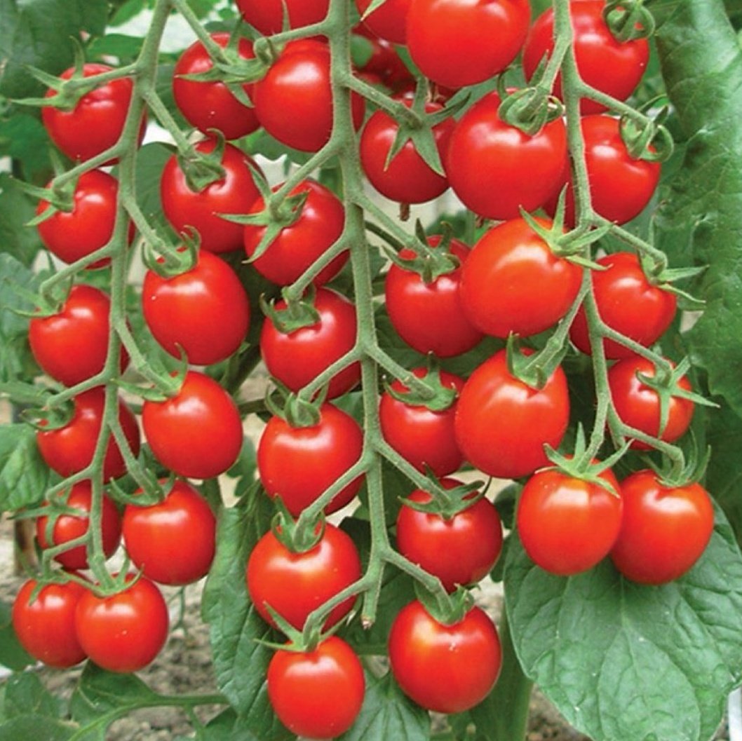 RukundoChrist14's tweet photo. Would you like to invest in tomato farming?? https://t.co/mIao3XW9EW