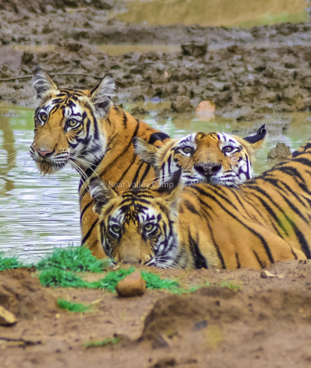 dalvisalil13's tweet photo. One of our most memorable moments…

T1 Tigress with her 5th litter, the dominant 151 &amp; her sister 152
151 is still the dominant Tigress and has the prime areas under her control

Bear Valley Camp , Panna Tiger Reserve 

#thewildsideofindia https://t.co/Tr4EETyBjS