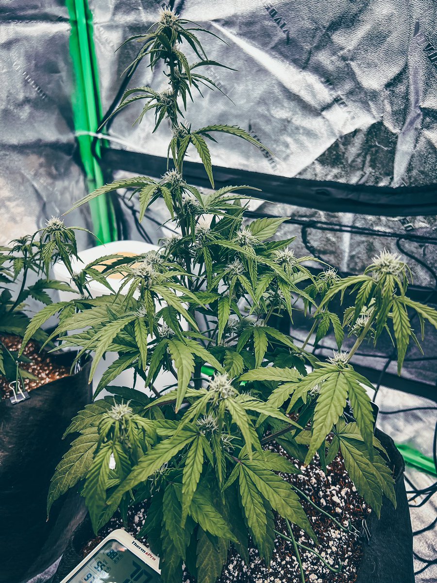 UprootCannabis's tweet photo. @officialGCS1 @Fast_Buds Week 7, she just got fed and getting ready for some sleep 😴 https://t.co/13jm9eYPLe