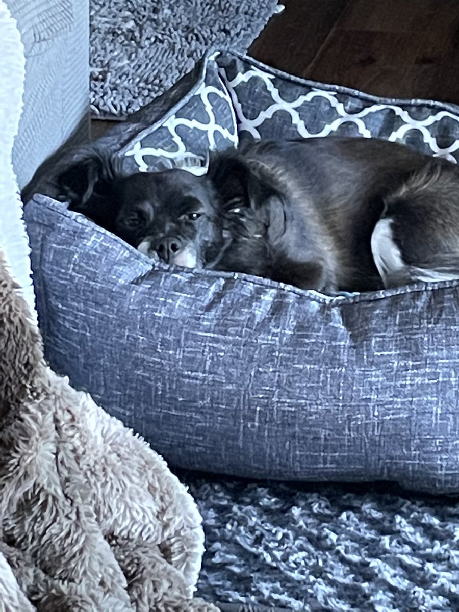 MomofOdieDexter's tweet photo. That’s right Momma. Even in a dead sleep, I can hear the oh so soft crinkle of a chip bag.
#busted #HandThemOver
#dogs #dogsoftwitter https://t.co/Za2YYvFH9d