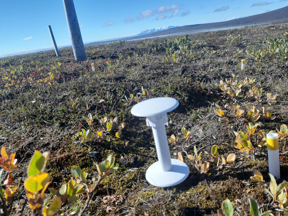 <a href="/TOMSTloggers/">TOMST</a> installed in our #TExNet 🇮🇸 site in #Vesturöræfi! <a href="/TundrAsalad/">TUNDRAsalad</a> <a href="/ElinaKaarlej/">Elina Kaarlejärvi</a>