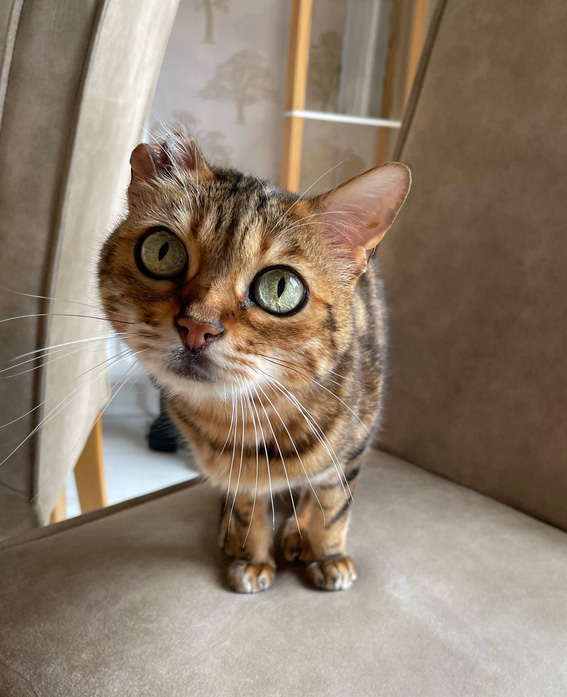 CatCall_UK's tweet photo. Have you seen this beautiful Cat missing from Gainsborough Road Bexhill On Sea, see details and contact information https://t.co/0C7F8FG4yC
#CatMissingInBexhill #MissingCat #CatCall #GettingCatsHome #Caring4Cats #CatRescue https://t.co/AHP7d4BC6Q