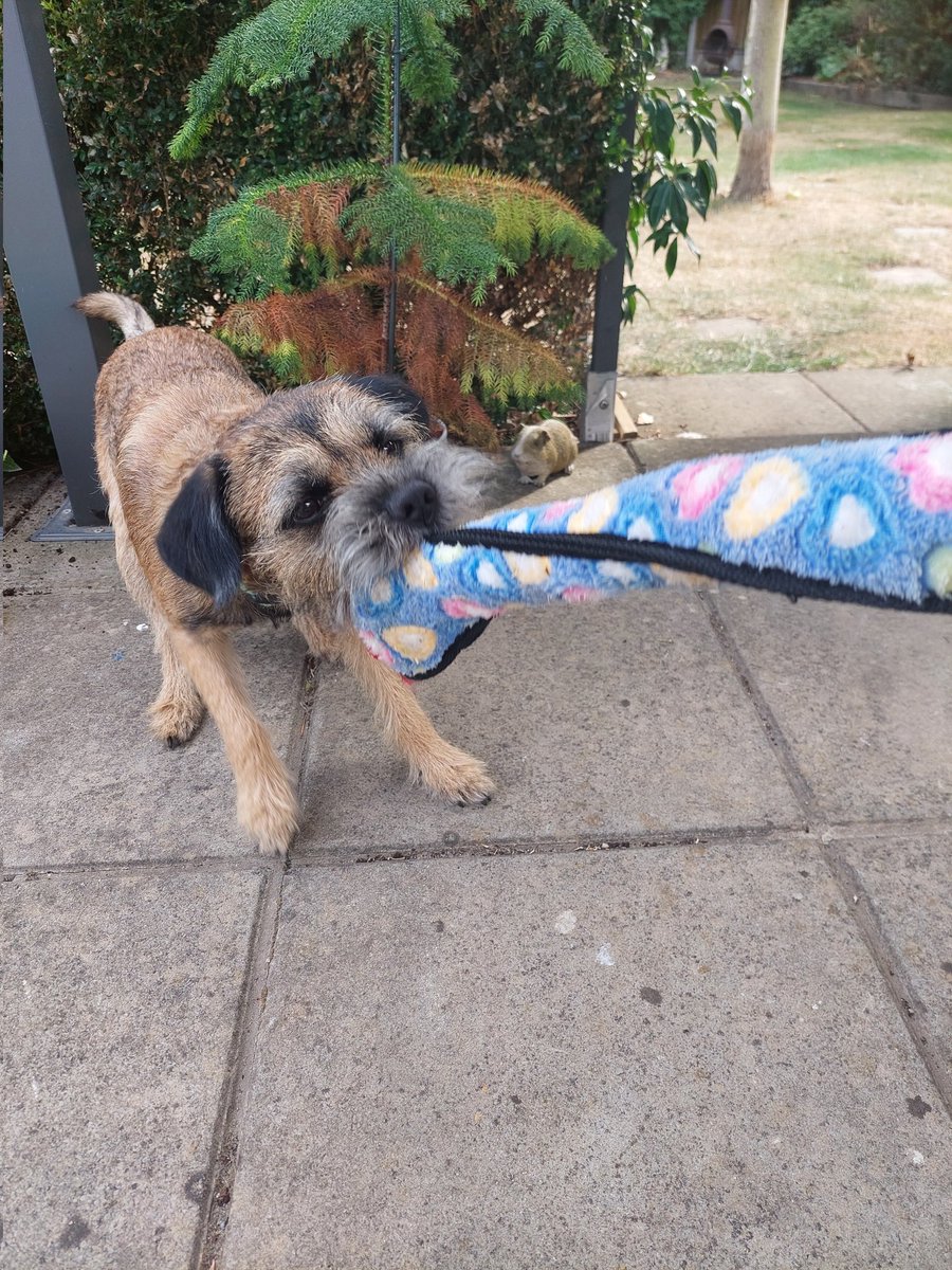 wilf_theborder's tweet photo. Pals, I have a new toy!!! It's nearly as long as me but I will destroy it! 🐕🐾 #BTPosse https://t.co/BiDUfAVa05