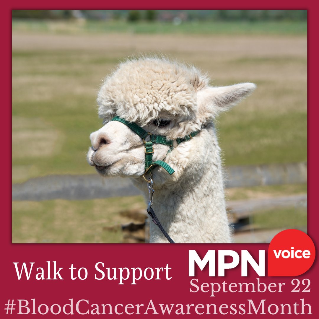 MPNVoice's tweet photo. There's still time to join all the MPN Voice supporters (and their pets) and sign up for our Walk to Support Challenge. Between 8 and 15 Sept walk 5km, 10km or 20km anywhere in the world. Now click the link to register https://t.co/2bjqN2ujDm
#mpnsm #mpnvoice #WalktoSupport https://t.co/KMw47XLhex