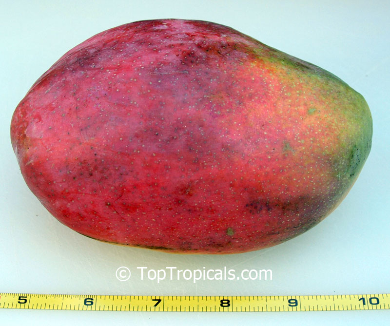 toptropicals's tweet photo. New arrivals of Mango!
Mango #rarevarieties are in high demand today, with very limited supply. Please contact us for height of the particular plant if size matters to you.
SHOP MANGO VARIETIES:
https://t.co/TF9YOcd0yn
#exoticfruits
#SundayFunday https://t.co/WWeOrRWnD4