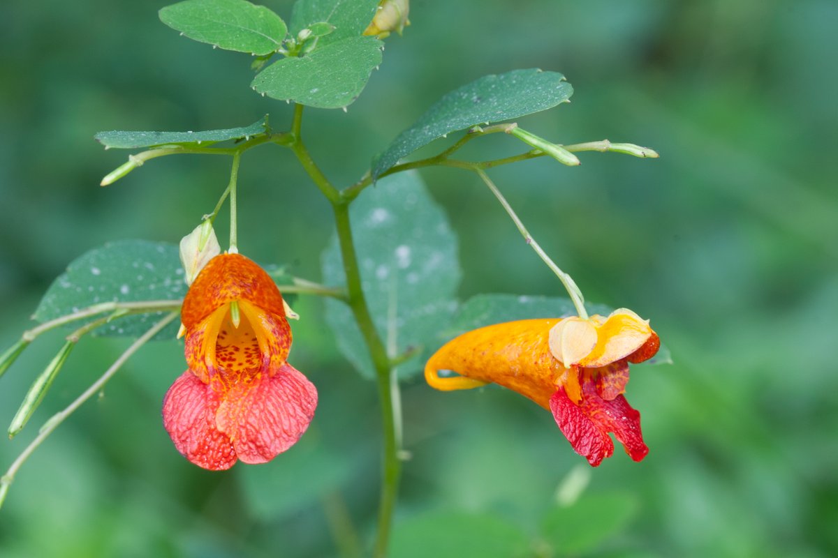 🌱Visual representation of what Plan It Native Landscapes Conference is all about! 🌼 Facilitating the planting of regenerative native landscapes essential for a healthy planet. 🌎 Register today @ planitnative.org🌳

Photo credit:Cydney Ross, Tom Schroeder, Linda Williams