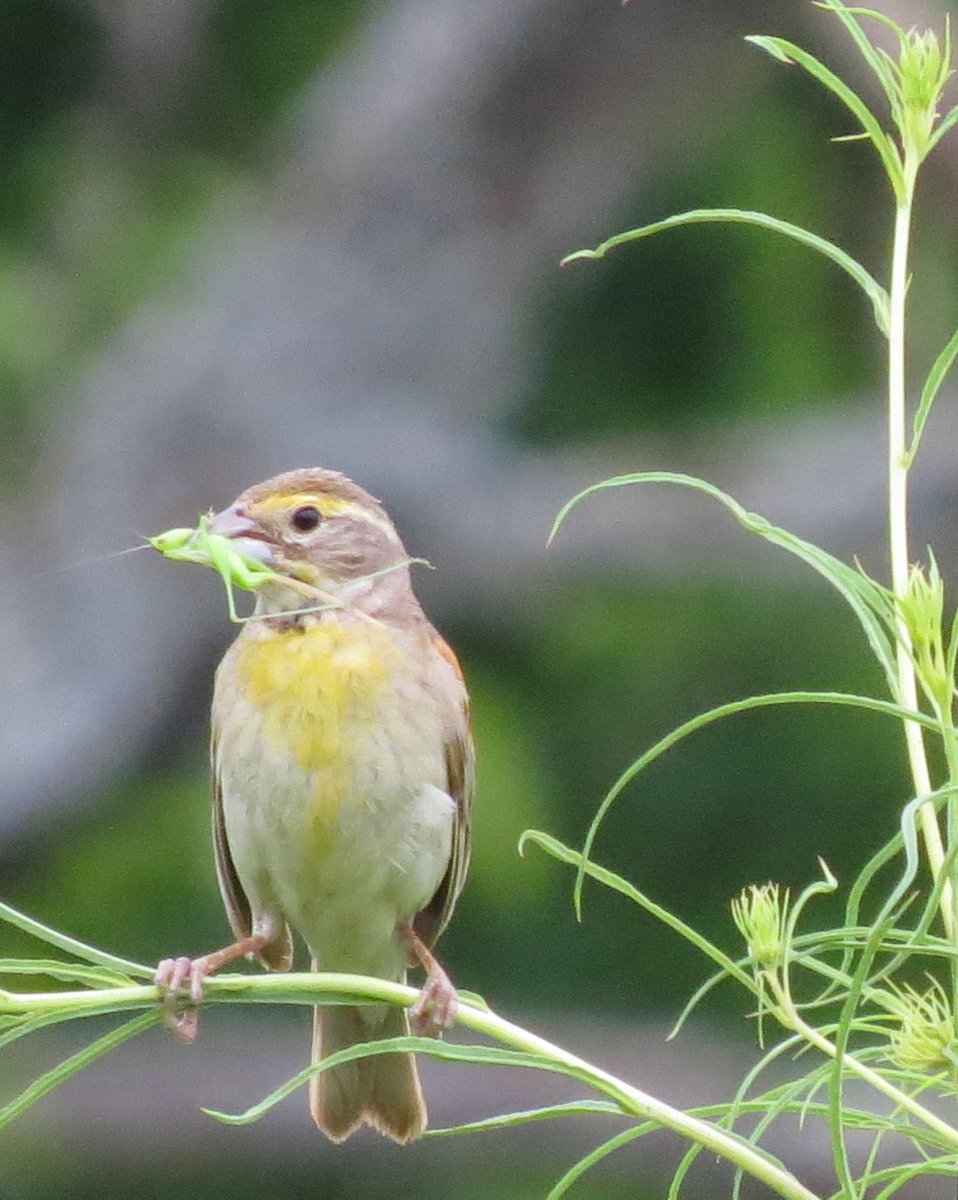 Deep Roots KC tweet media