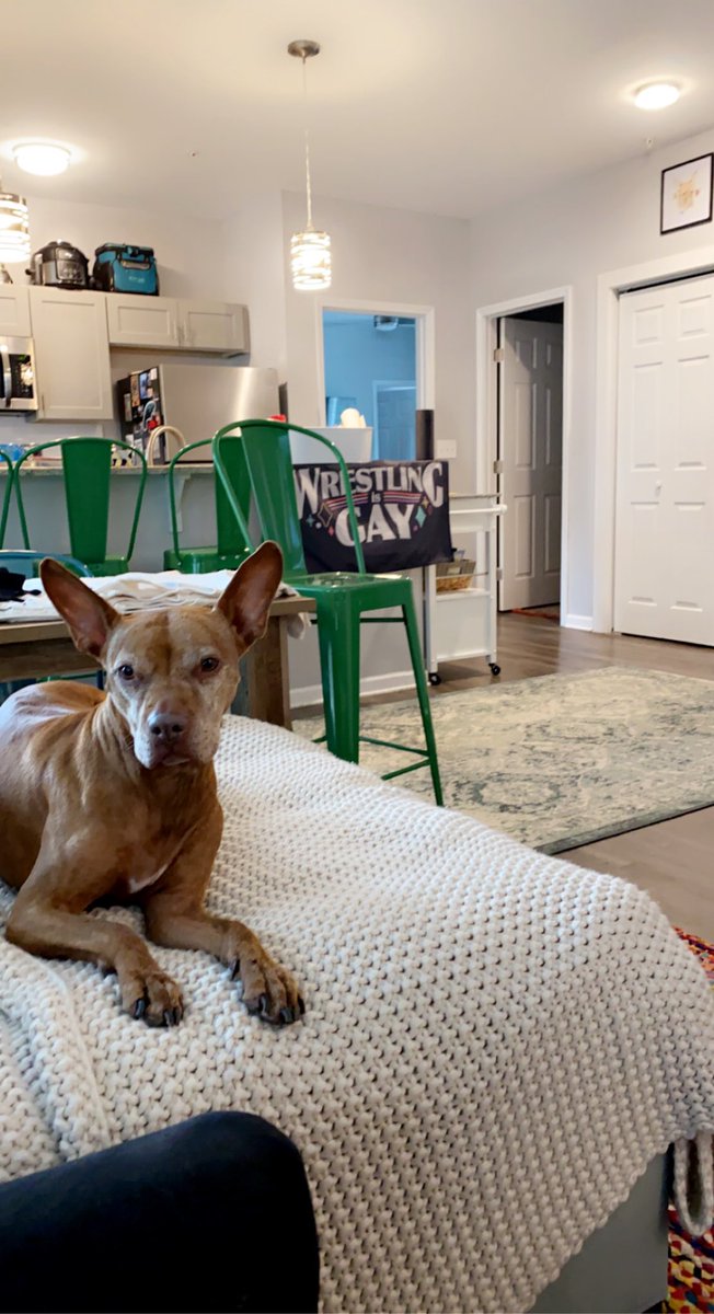 cranberrythedog's tweet photo. Are you watching my dad @EFFYlives on @FiteTV ??? #BigGayBrunch #BGB #EFFY #prowrestling #MakeChicagoGayer 🐶🐾🦴🤼♂️🤼♀️🤼🏳️🌈 Check out @weekendateffys white you’re at it!!! https://t.co/XNxfqYzNB7