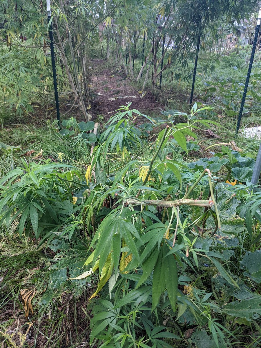 kevinsonger's tweet photo. #Hemp pests are not necessarily all small bugs. Lately the local deer have been pushing our mature hemp over to eat the tender leaf tips and buds. I've called #myfwc for advice but no response yet. Set up motion sprinklers & deterrent LEDs but deer are smart. May plant cacti. https://t.co/ceVqxulvT2
