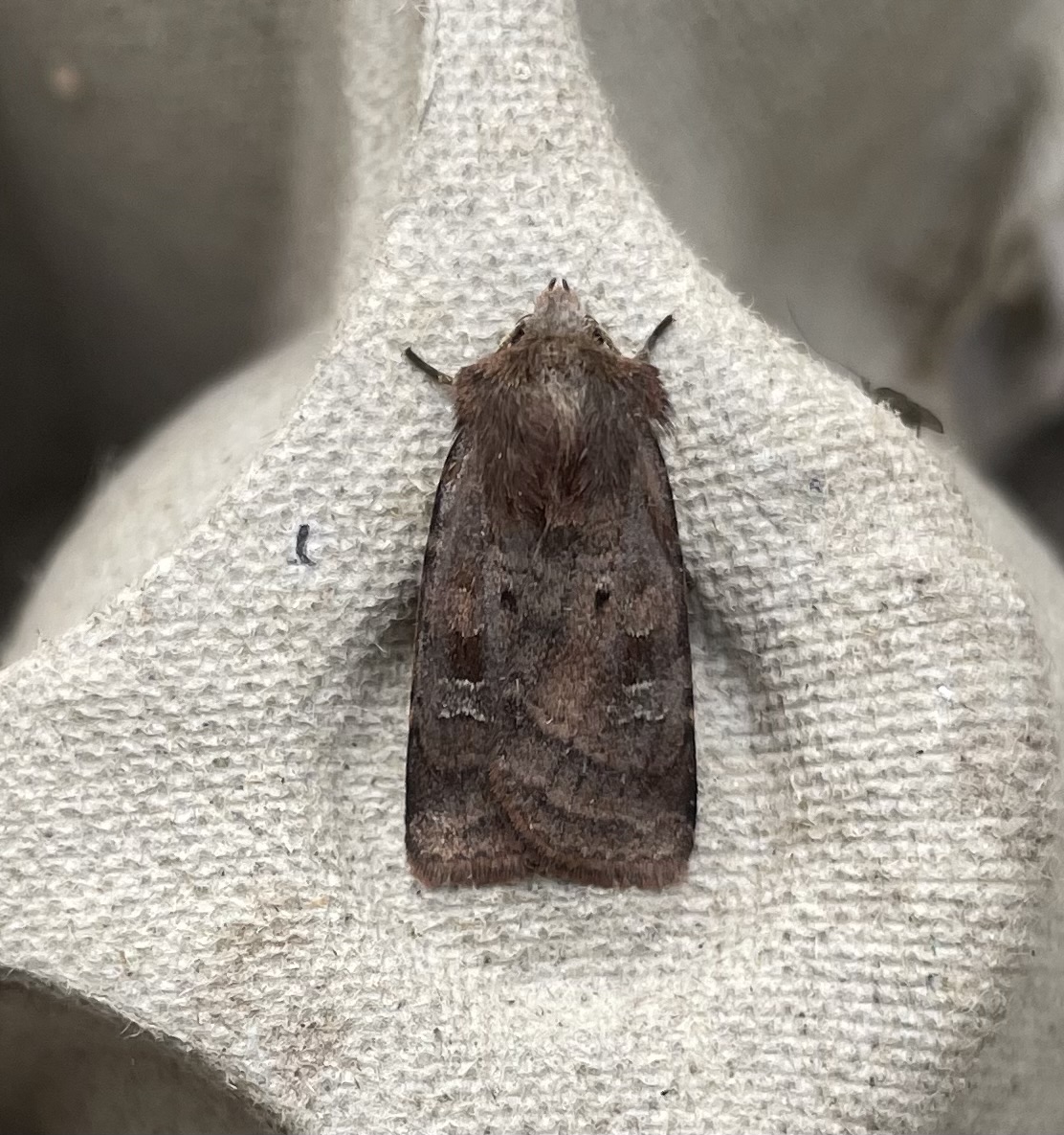 GarryNobbs's tweet photo. Just a few pics from a couple of trapping sessions.  Small Square-spot and Feathered Gothic were both new.  Also pictured are Square-spot Rustic and Frosted Orange. https://t.co/qgd9tkN6B6