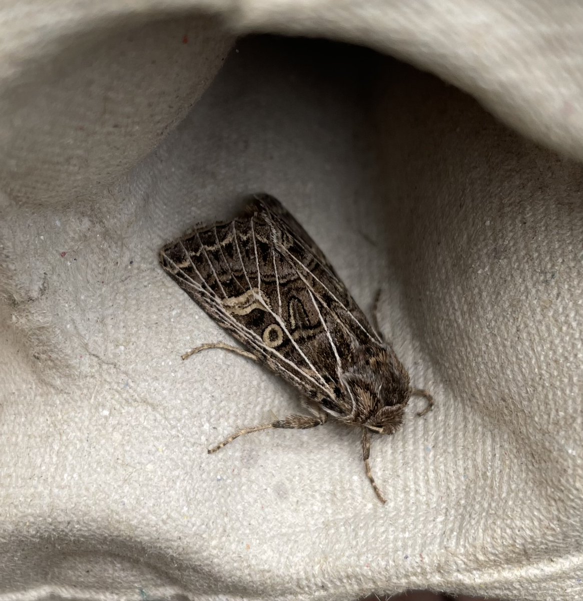 GarryNobbs's tweet photo. Just a few pics from a couple of trapping sessions.  Small Square-spot and Feathered Gothic were both new.  Also pictured are Square-spot Rustic and Frosted Orange. https://t.co/qgd9tkN6B6
