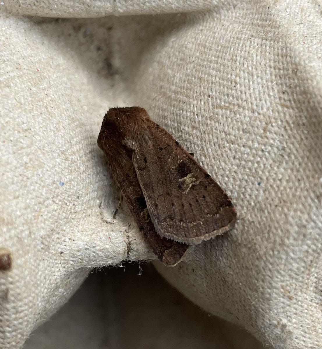 GarryNobbs's tweet photo. Just a few pics from a couple of trapping sessions.  Small Square-spot and Feathered Gothic were both new.  Also pictured are Square-spot Rustic and Frosted Orange. https://t.co/qgd9tkN6B6