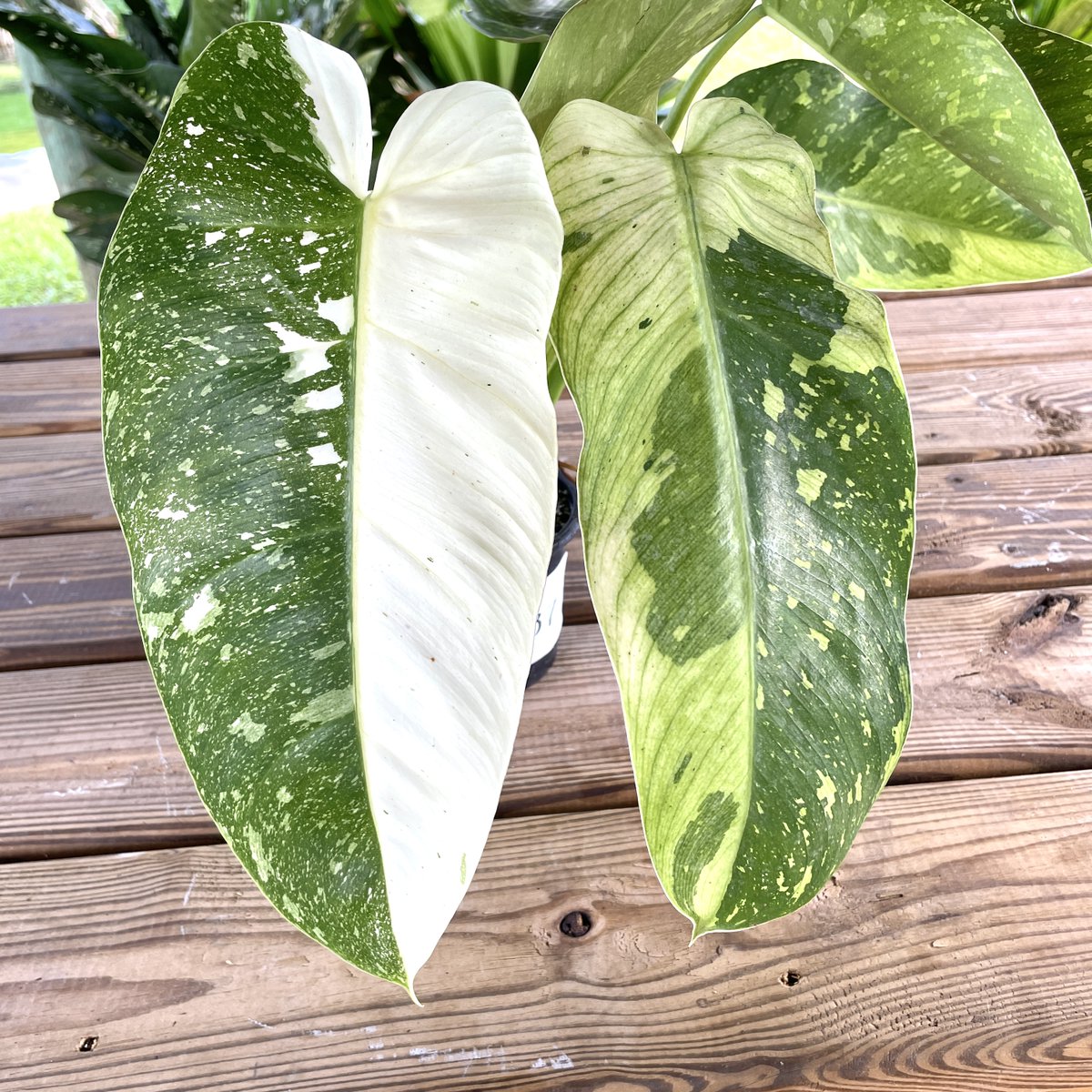 CindyLoweLane's tweet photo. @FLPlantEmporium #planttwitter #houseplants #PlantsInside #plantlover #philodendron #halfmoon
..at our house, too! https://t.co/jH0PjG3tGT