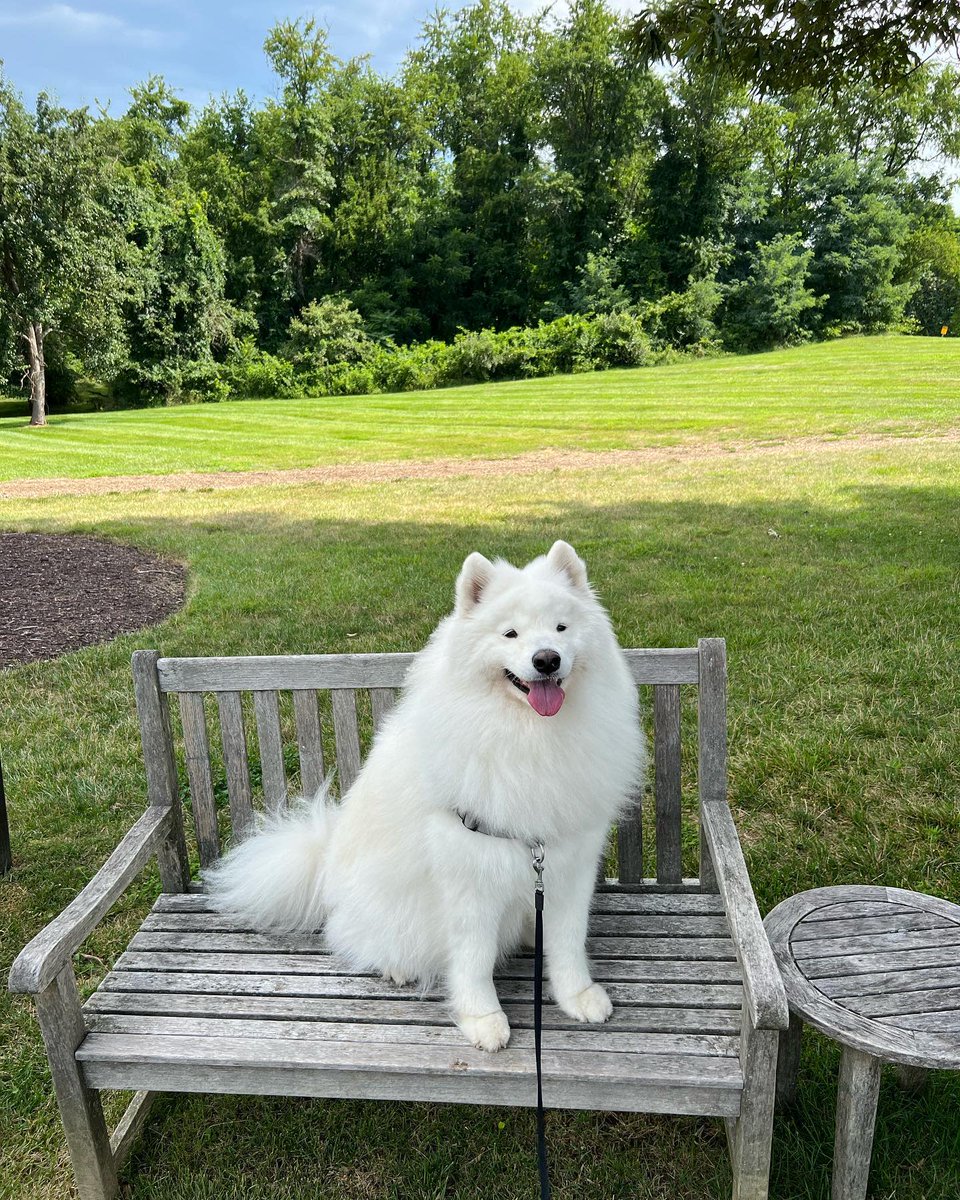 SalamanderVA's tweet photo. Sunshine and smiles in horse & wine country! #DogsofSalamander
๐ธ IG: pipp.pipp.hooray https://t.co/bvpps8dz9s