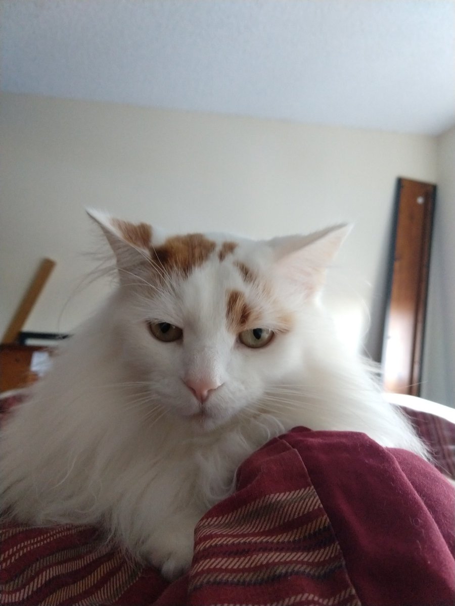 @nikvo@esperanto.masto.host tweet media