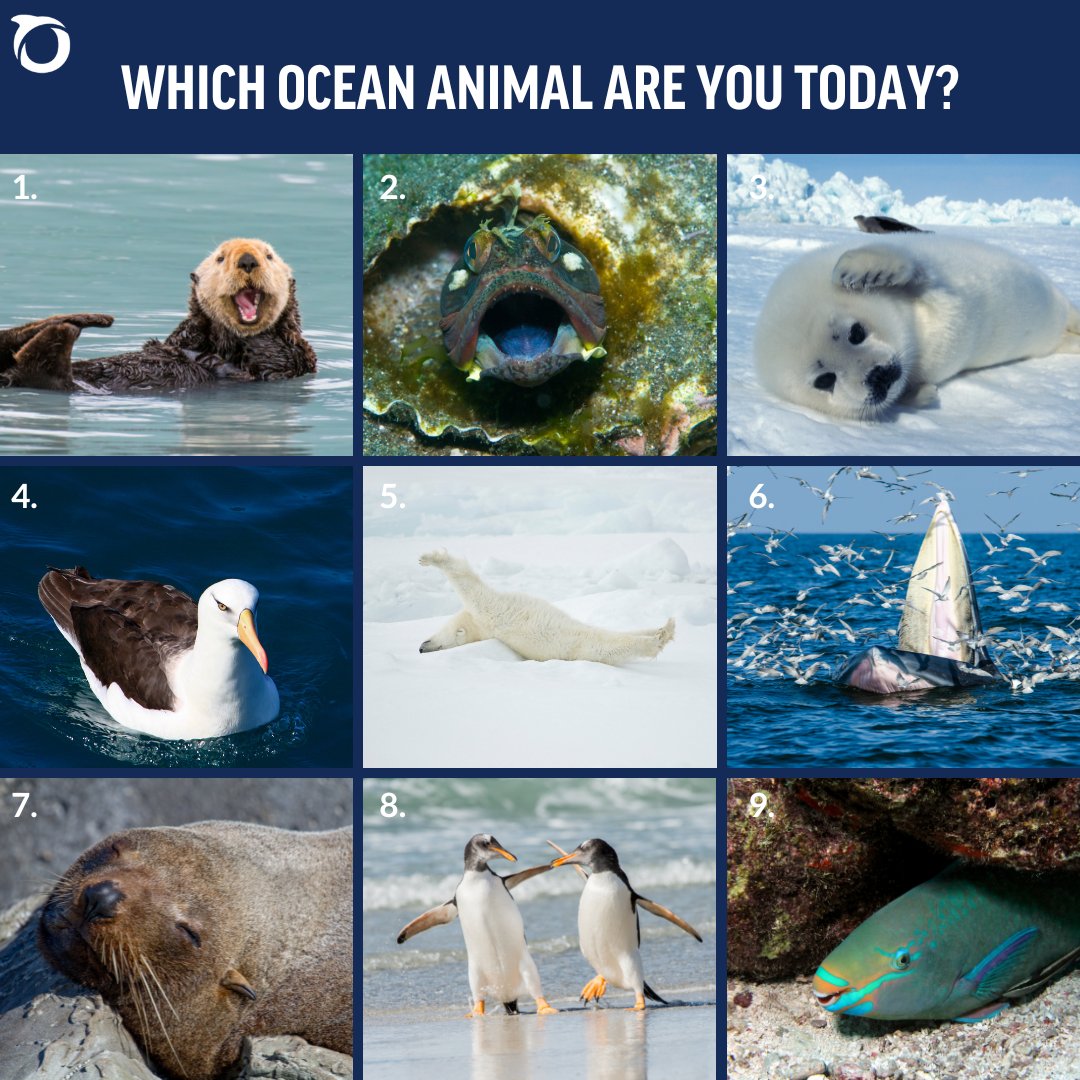 Which ocean wildlife do you relate to most today? Share in the comments below! 👇  #NationalWildlifeDay 🐧 🐬 🐡