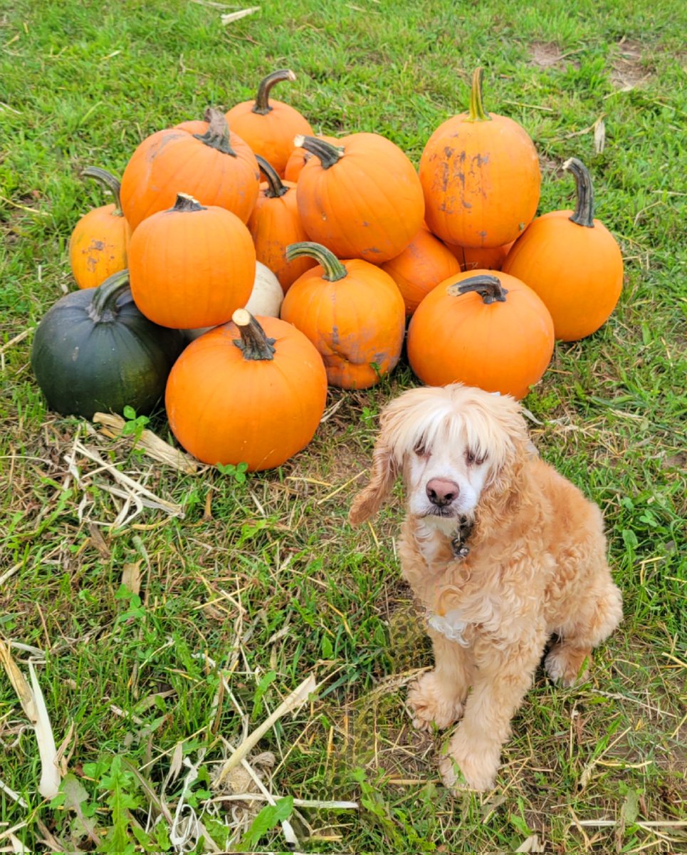 There were pumpkins on our morning walk...autumn must be on its way.  Obviously, mum decided that pumpkins warranted pictures. 🍂 🍃 🍂