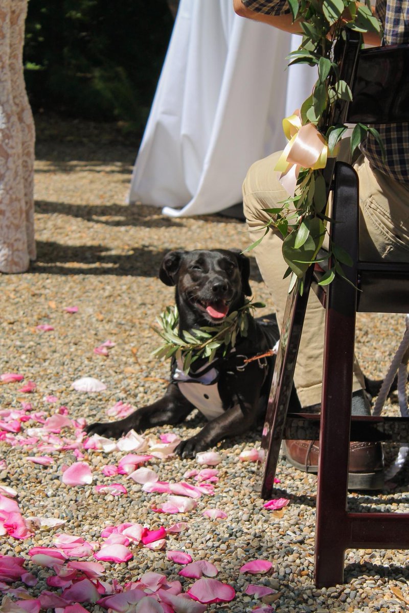 maddy_zaddy's tweet photo. my best friend walked me down the aisle @dog_rates 17/10 best girl i would say https://t.co/Rb6miQfyt2