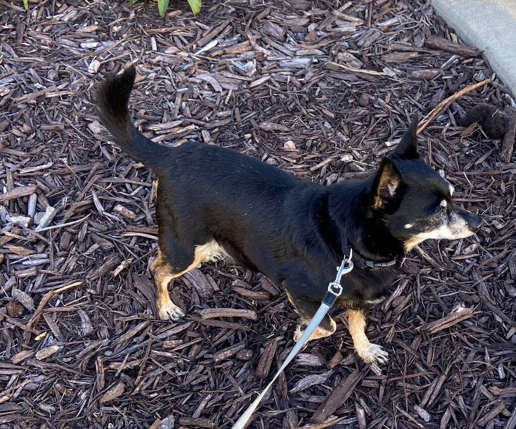Is This Your Dog? - Chihuahua - Male - Golden Valley

Date Found: 2022-09-04    
Breed of Dog: Chihuahua  
Gender: Male  
Closest Intersection: Golden Valley, Hennepin County, MN, US. Found on medicine lake and 169 N   
Zip Code: 55422  
Color: Black   
… facebook.com/pages/p/337436…
