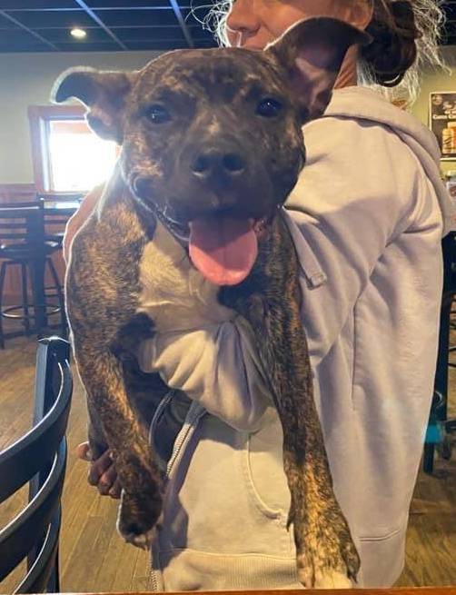 Is This Your Dog? - Pit Bull - Female - Willow River

Date Found: 2022-09-03    
Breed of Dog: Pit Bull  
Gender: Female  
Closest Intersection: Willow River, Pine County, MN, US, 55795.
General Andrews State Park right off highway 61  
Zip Code: 55795  … facebook.com/pages/p/337436…