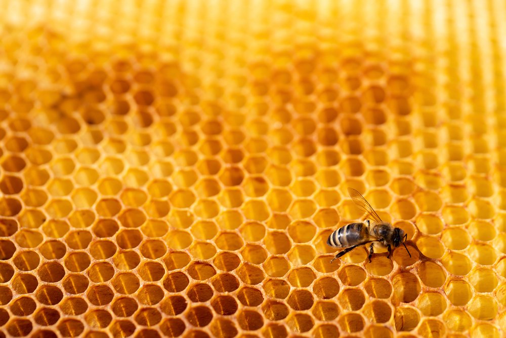 masters_pest's tweet photo. Any pest can be annoying, but honeybees are useful pests that help create a variety of drinks, foods, and medicines we use daily! They create candles, honey, common cold medicines, and more. Not all pests are a threat! #SavetheBees #BeeAware #BeeInformed #HelpfulHoneybees https://t.co/MHIXRXBw8w