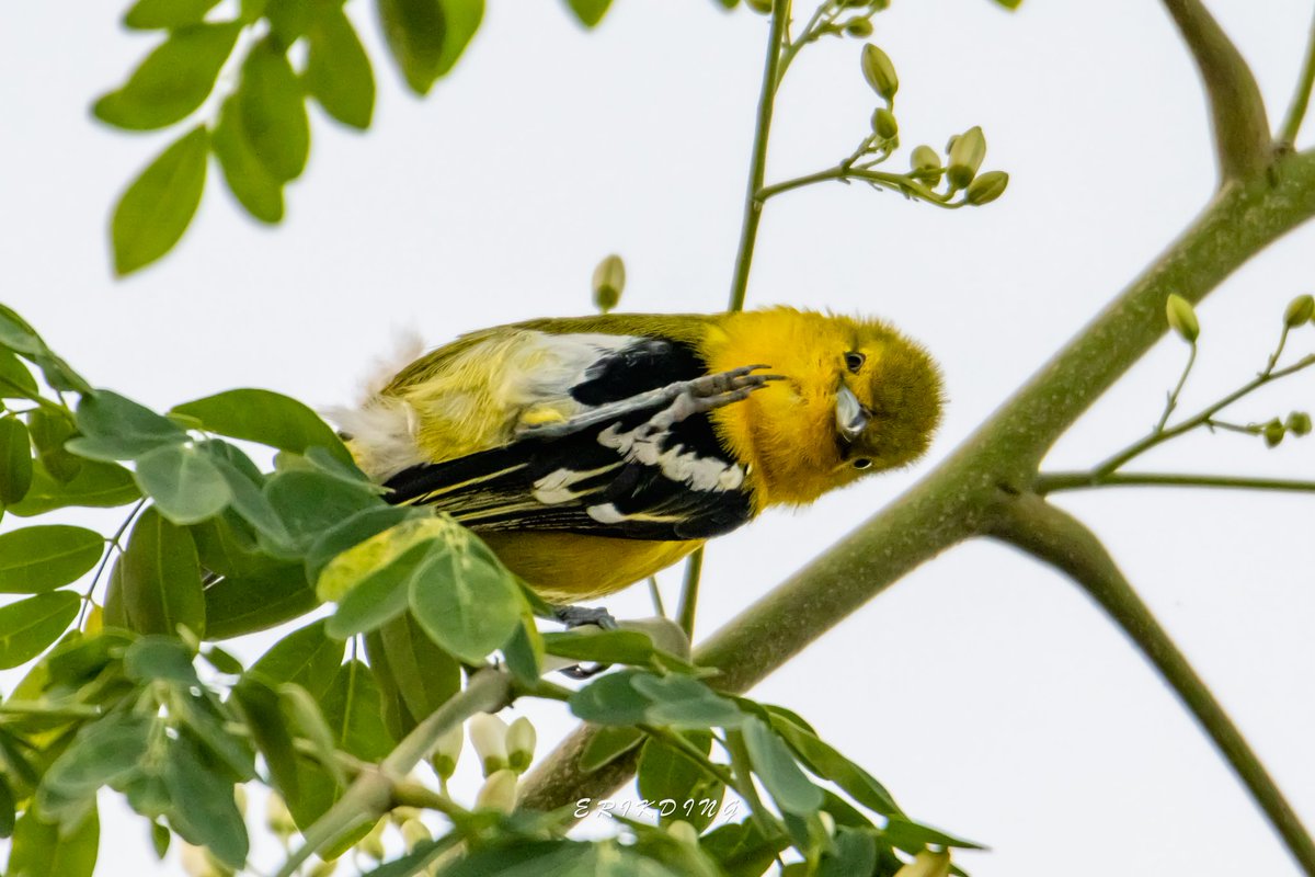 ErikDing868's tweet image. #commoniora

#birds #birdwatching #bird #nature #birdphotography #birdsofinstagram #wildlife #naturephotography #birding #wildlifephotography #birdlovers #photography #naturelovers #birdstagram #birdlife #canon #animals #bestbirdshots #photooftheday #BBCWildlifePOTD