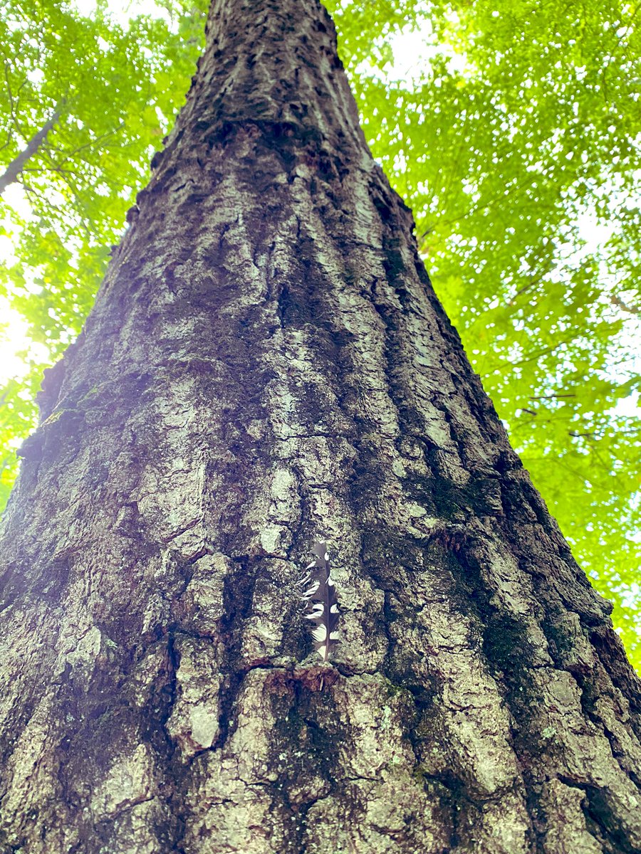 bebeinspace's tweet photo. #woods "A 100-foot tree, 18 inches diameter at its base, produces 6,000 pounds of oxygen." #Didyouknow #imanut ๐คช #oxygen ๐ณ๐ฌ https://t.co/9MYxJyuS9F