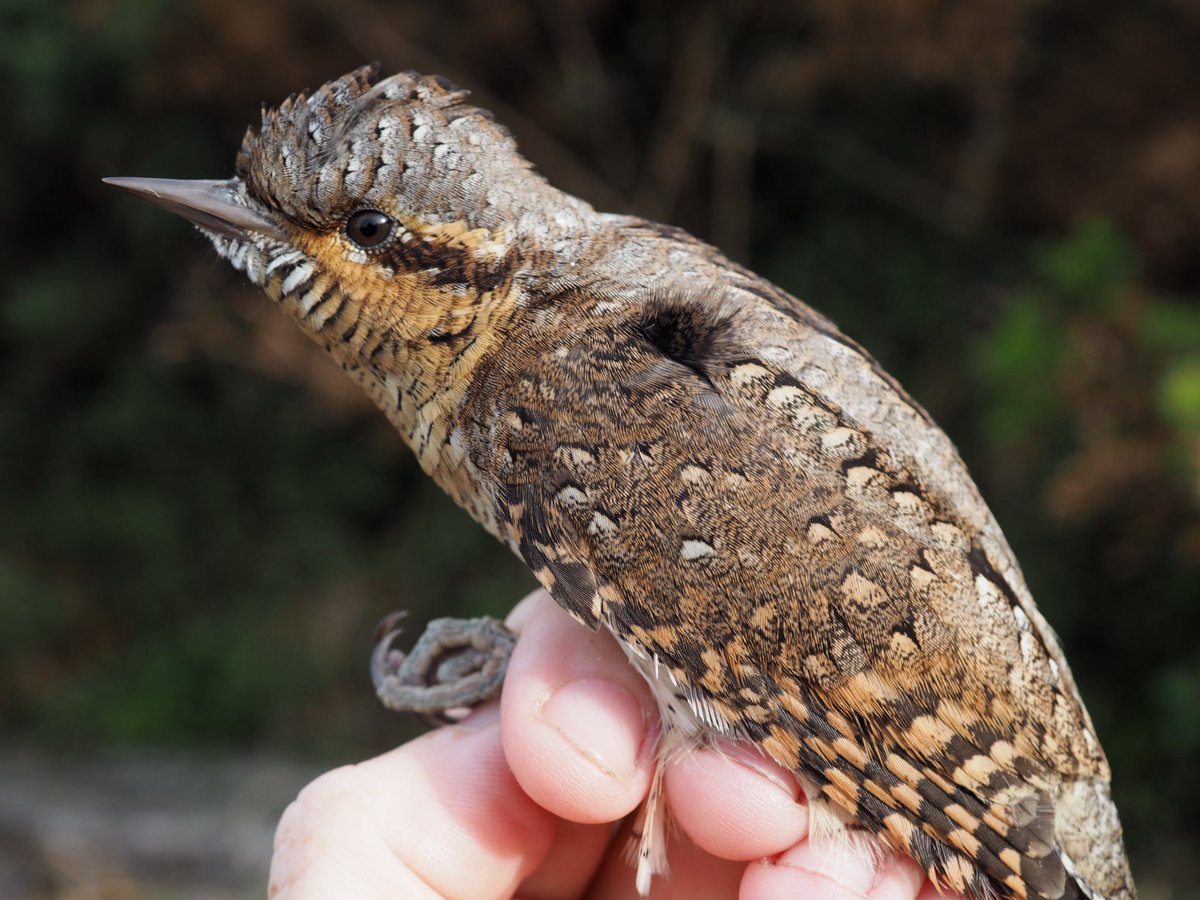 Emma Buck tweet media