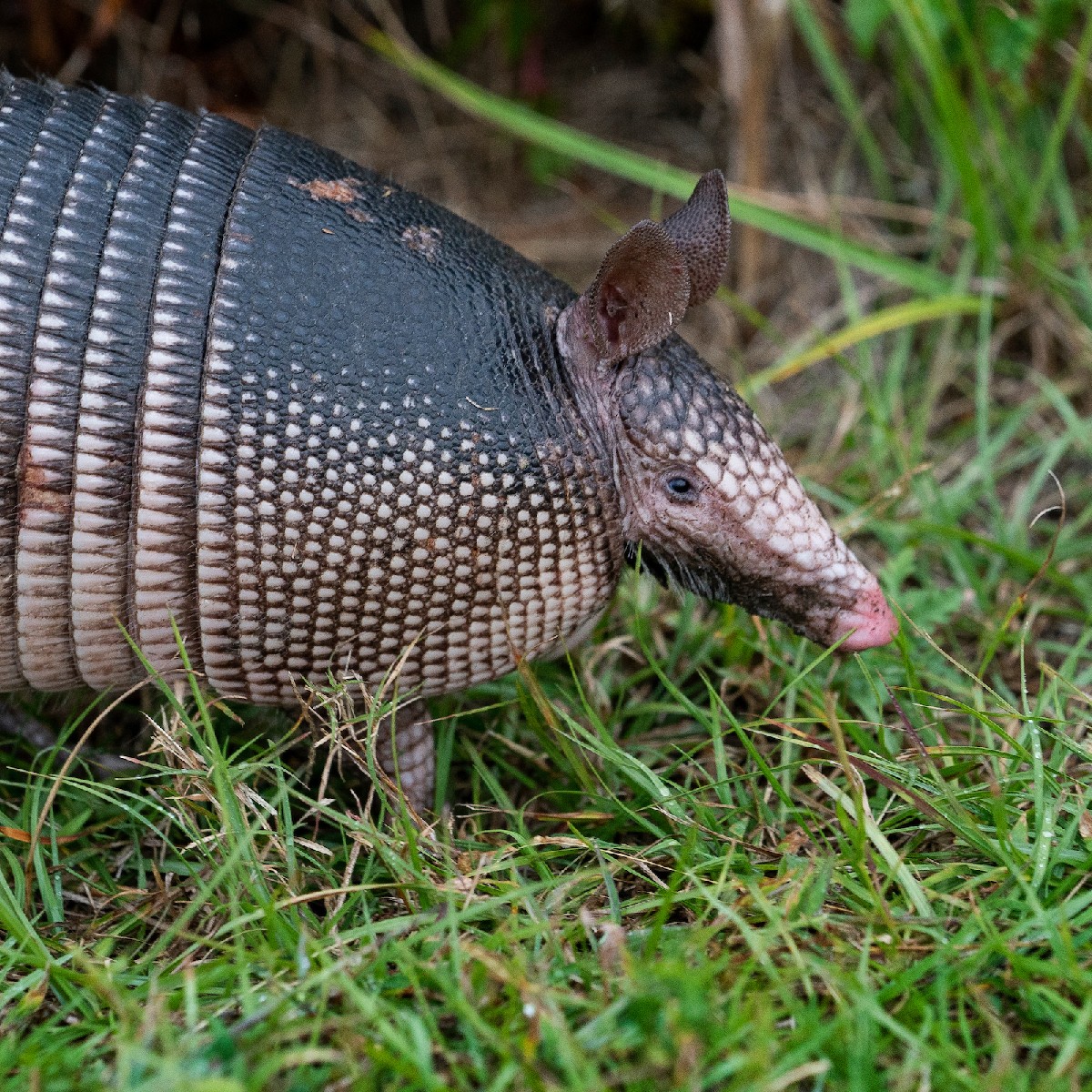 Get outside and explore nature on #NationalWildlifeDay!

If you want to get more involved with #nature, check out <a href="/TexasMasterNat/">TX Master Naturalist</a> !