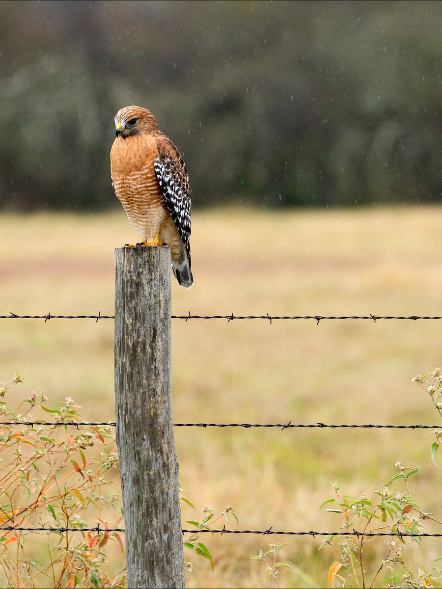 Texas A&M AgriLife Extension Service tweet media