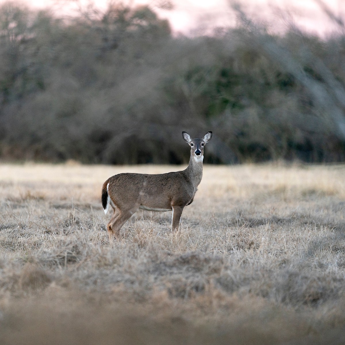 Texas A&M AgriLife Extension Service tweet media
