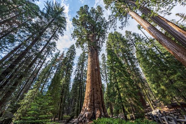 We 💚TREES! Take a moment with us to appreciate some of the biggest, tallest, and oldest #trees in the world😍 onetreeplanted.org/blogs/stories/…