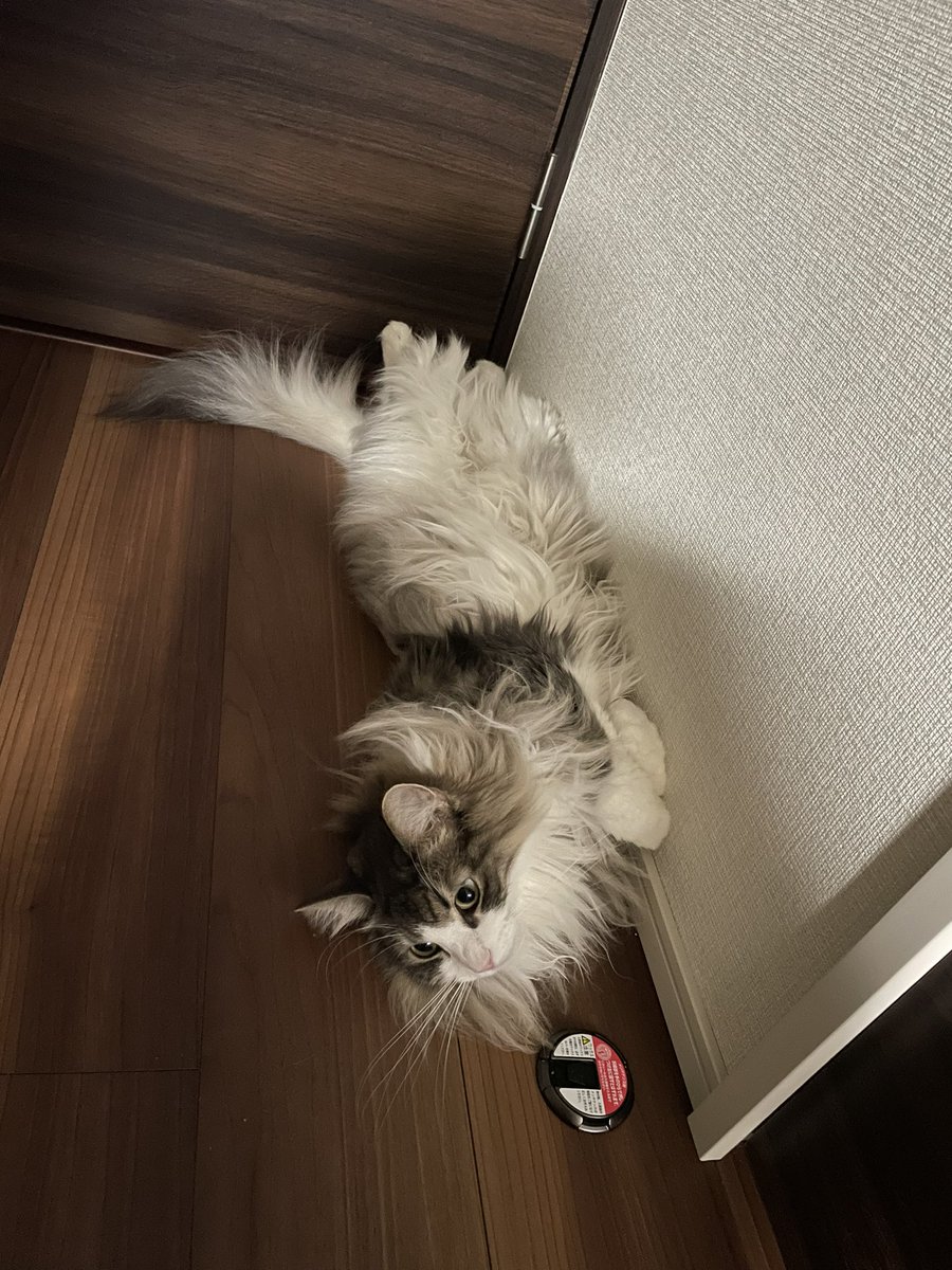 1710050146's tweet photo. 今日のさらださんは伸びてます。
部屋の隅で。
#猫好きさんと繋がりたい https://t.co/3VcSpmlVwH