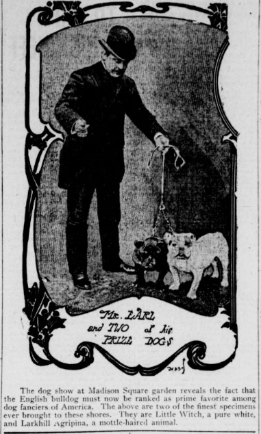 loyaltyofdogs's tweet photo. Two prize #Englishbulldogs of 1904 look a bit different from today's #bulldogs. They are Little Witch, the white dog, and "mottle-haired" Larkhill Agripina. Does that mean a brindle coat? Their photo is from the Providence (RI) News, @ the LOC.
#dogs #dogsoftwitter #dogsinhistory https://t.co/fj9ioP2gKs