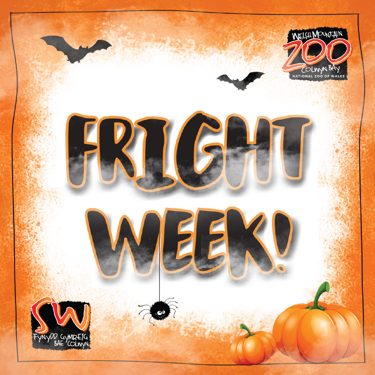 WelshMountainZo's tweet photo. π SPOOKY season is approaching! π
β¨ Join us for FRIGHT WEEK this October half term! β¨
For more info, visit π
https://t.co/BwYVAGSuWm
#SpookySeason #FrightWeek #ThisHalloween #ZooEvents #SupportingConservation #WelshMountainZoo #NationalZooOfWales https://t.co/2eLyoXaRua