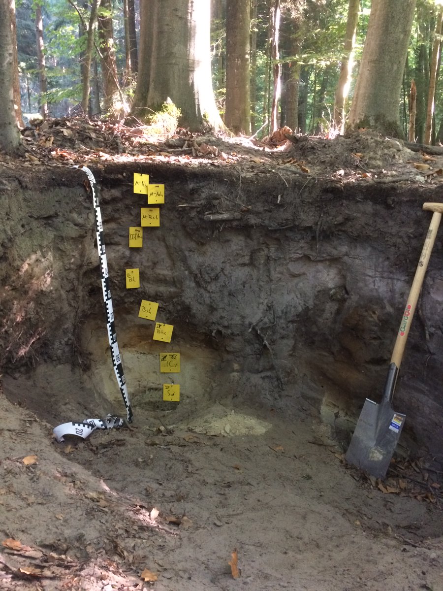 MiriamFu2's tweet photo. After a great time on excursion with our Bachelor's students this week, I'm happy to present new @ExperimentMerit results at @DBG_Soils conference Tue, 10:30 am. Join my talk &amp; discuss Greenhouse Gas fluxes from @WaddenseaUNESCO salt marshes under Global Change. #DBG2022 🤎 https://t.co/xs1K5DeWOy